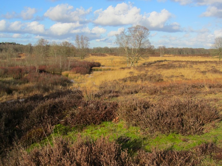 Gasterense duinen3