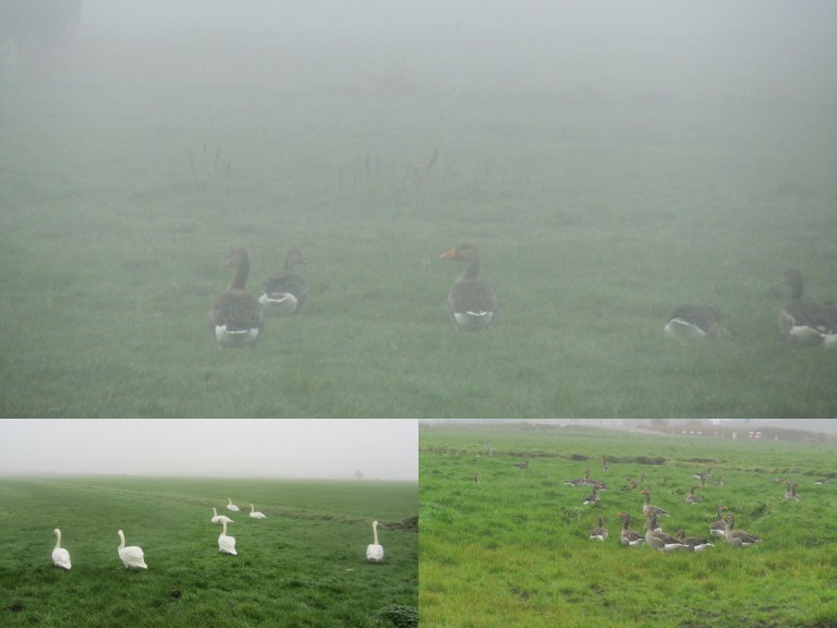 Trekvogelpad Broek-Schellingwouderbrug 8-11-2016