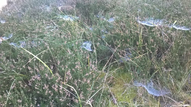 WP_20151031_11_34_57_Pro