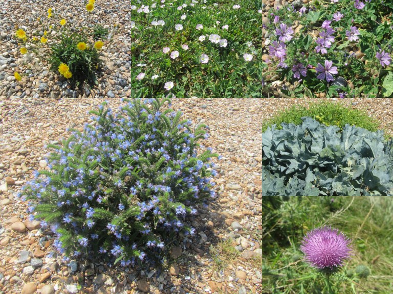 Worthing zomer 2016-001