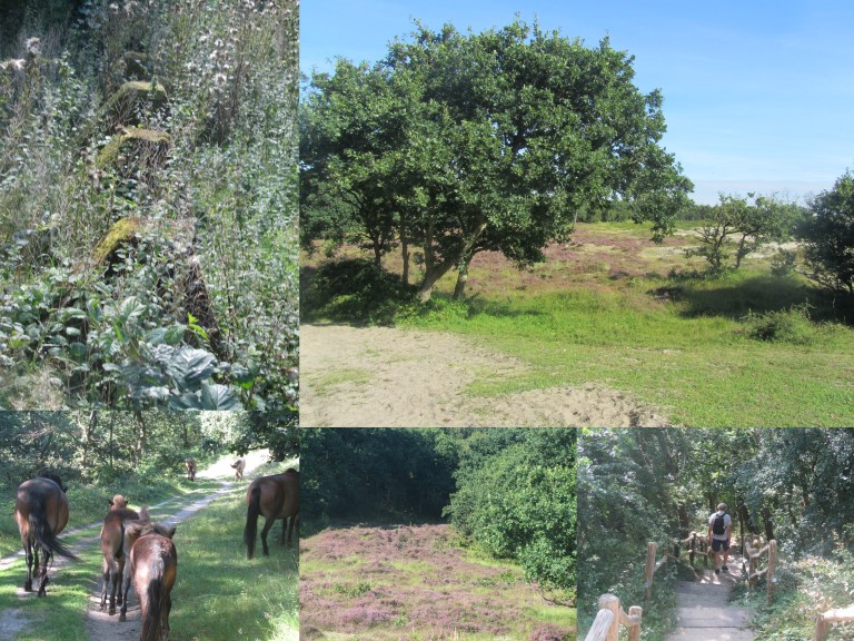 Trekvogelpad Bergen-Alkmaar 16-08-2018