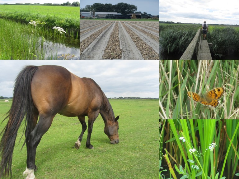 Trekvogelpad Bergen-Alkmaar 16-08-2020